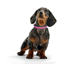Load image into Gallery viewer, Personalized Dog Collars