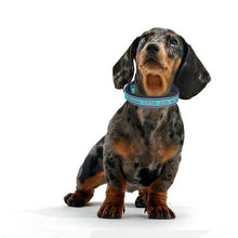 Load image into Gallery viewer, Personalized Dog Collars