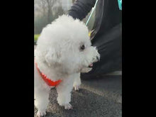 Load and play video in Gallery viewer, Breathable Mesh Step in Dog Harness